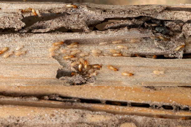 Best Commercial Pest Control Services  in Alliae, NC